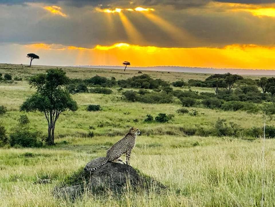ホテル Leruk Maasai Mara Camp Sekenani エクステリア 写真