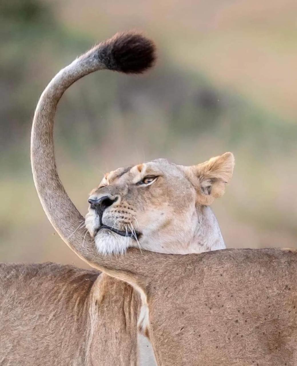 ホテル Leruk Maasai Mara Camp Sekenani エクステリア 写真