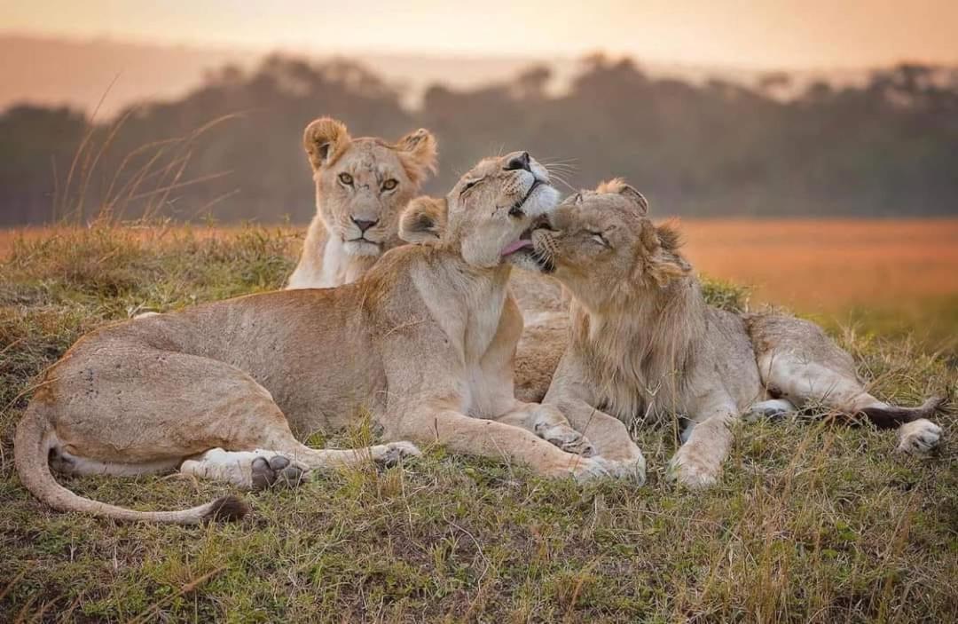 ホテル Leruk Maasai Mara Camp Sekenani エクステリア 写真