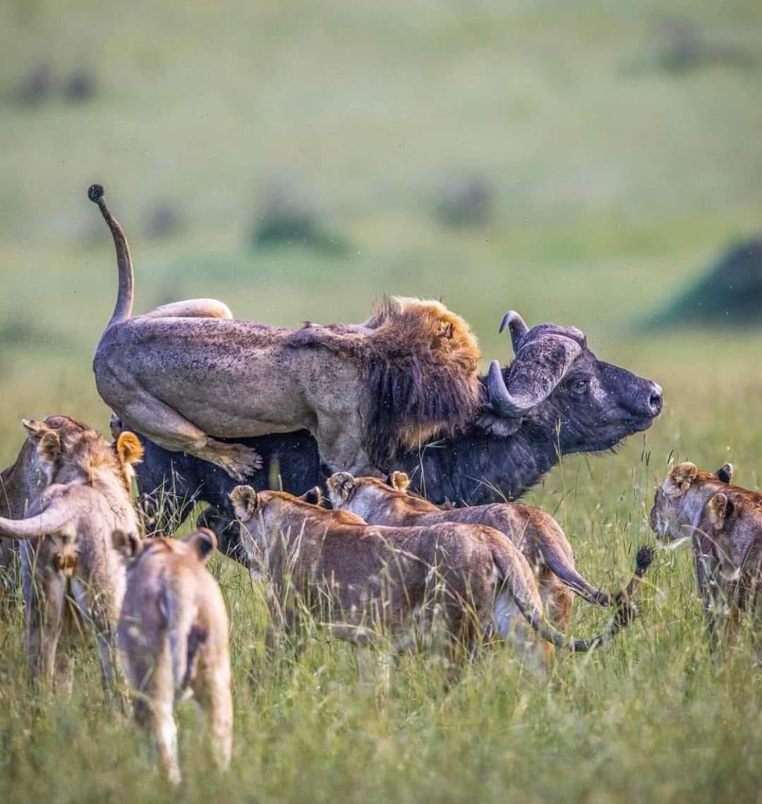 ホテル Leruk Maasai Mara Camp Sekenani エクステリア 写真