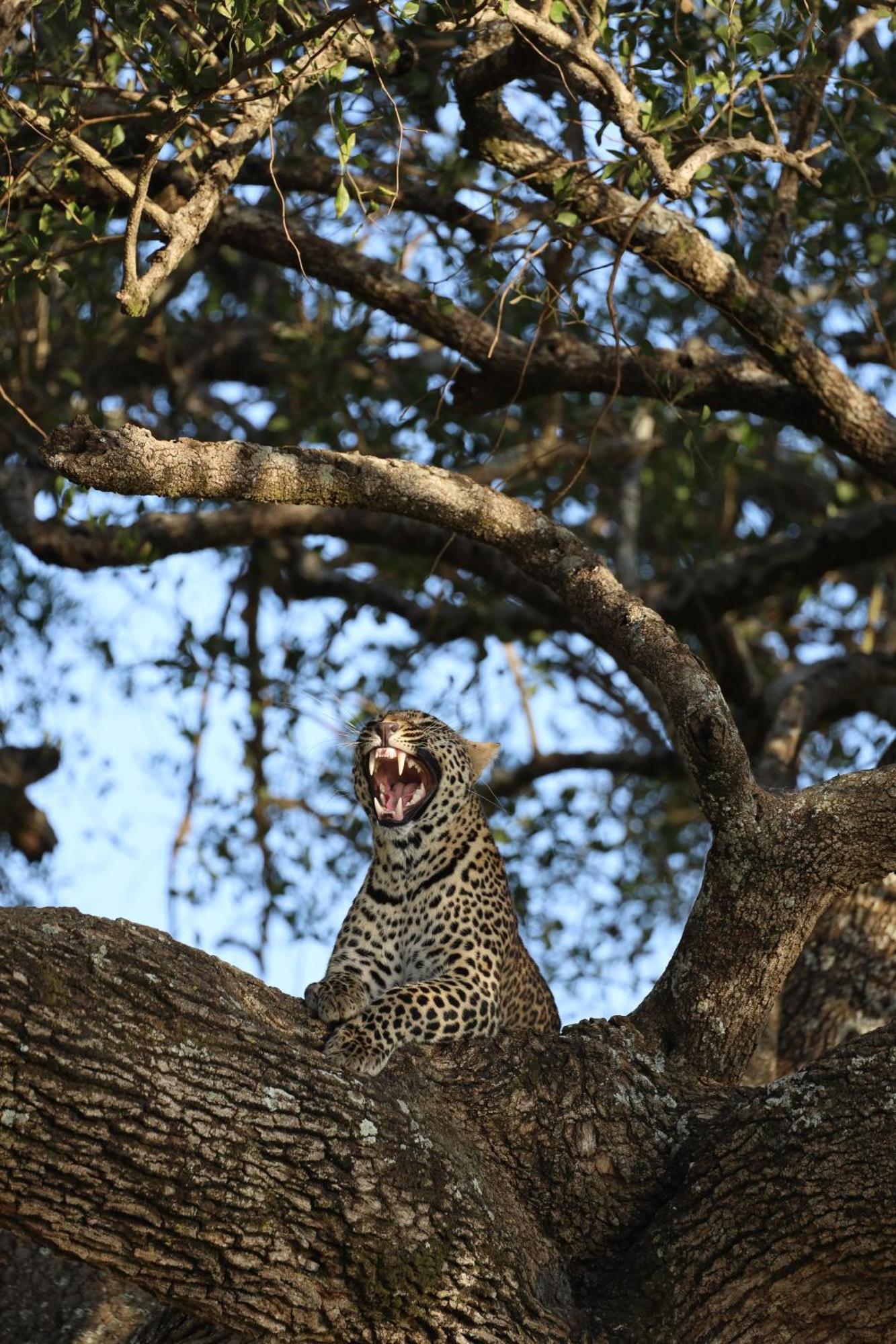ホテル Leruk Maasai Mara Camp Sekenani エクステリア 写真